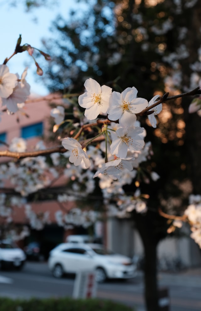 pollen sur voiture